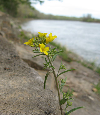 <i>Physaria globosa</i> Species of flowering plant