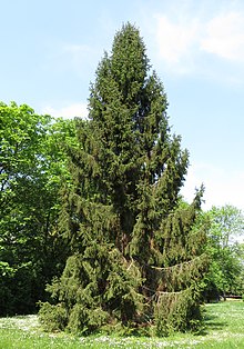 Picea abies in Grünanlage.jpg