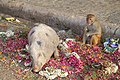 * Nomination Pig and monkey (Macaca mulatta), Jaipur, Rajasthan, India. --Yann 12:25, 29 August 2014 (UTC) * Promotion Good quality. --Poco a poco 08:08, 30 August 2014 (UTC)