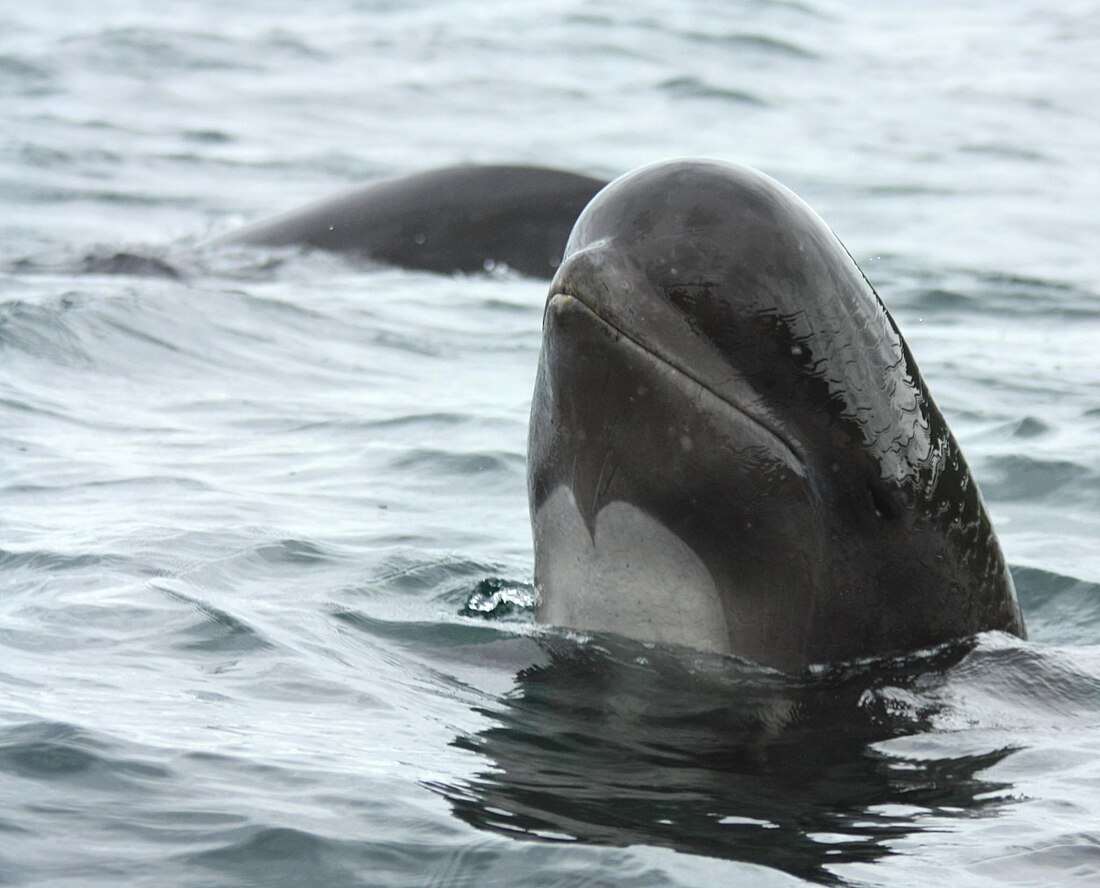 File:Pilot whale spyhop.jpg