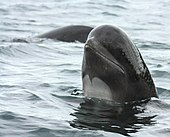 A living Globicephala, or pilot whale Pilot whale spyhop.jpg