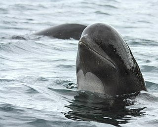 <span class="mw-page-title-main">Long-finned pilot whale</span> Species of mammal