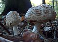 Agaricus oder Amanita oder Lepiota ?