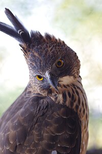 Pinsker's hawk-eagle