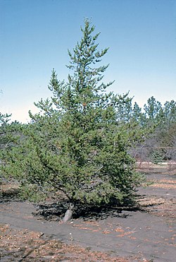 Pinus banksiana tree.jpg
