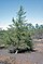 Pinus banksiana tree.jpg
