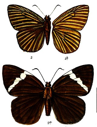 <i>Capila zennara</i> Species of butterfly