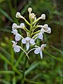 Platanthera blephariglottis