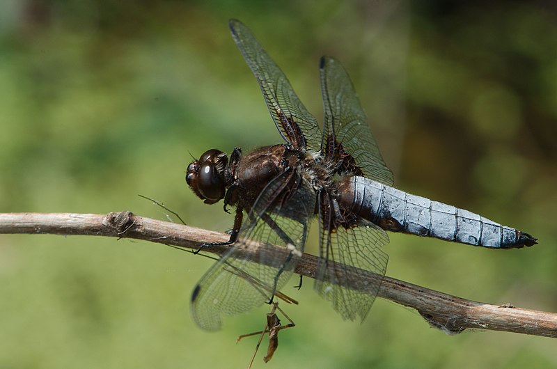 File:Plattbauch (Libellula depressa) (9317958864).jpg