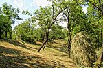 Thumbnail for File:Plum orchard at Pietriceaua - panoramio.jpg