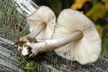 Pluteus