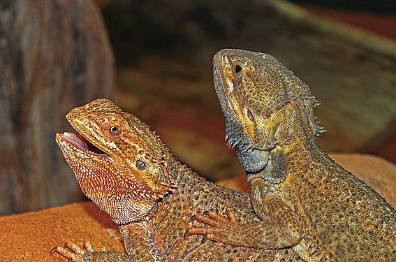 Pogona vitticeps