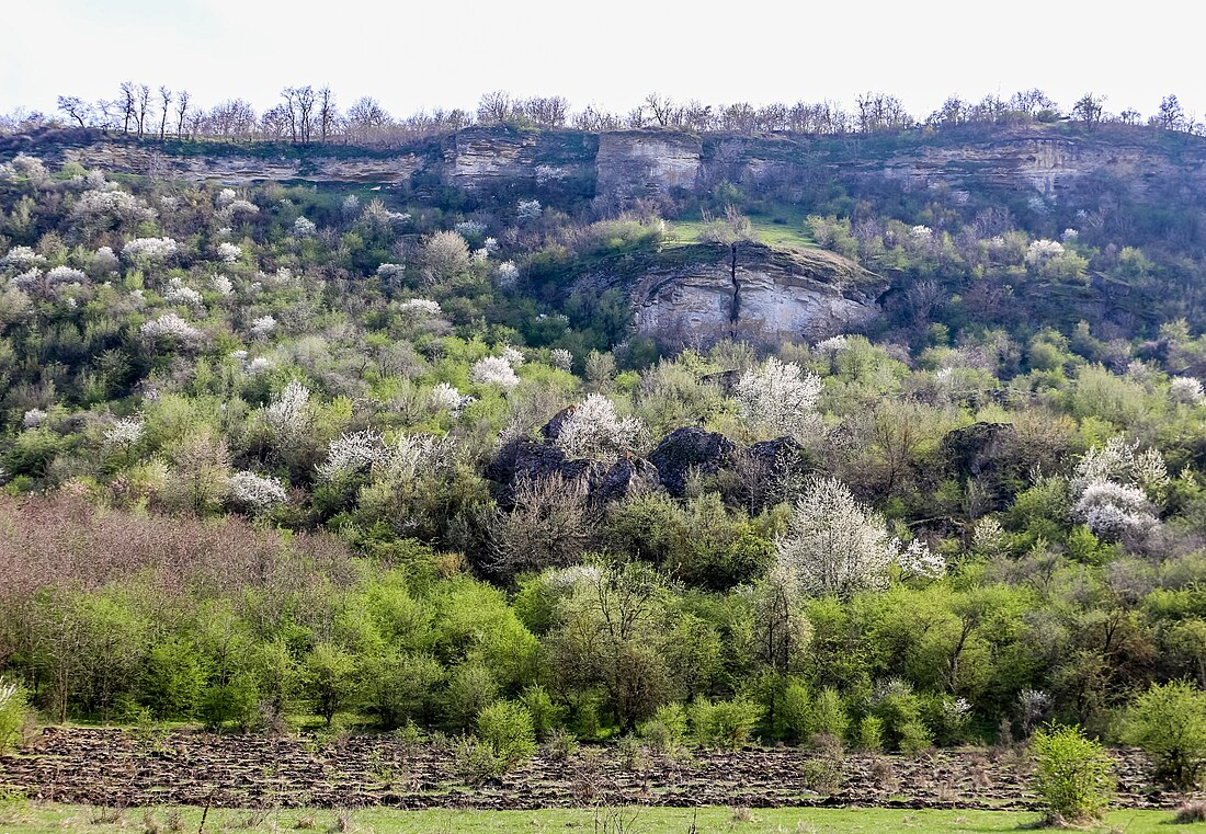 Rezervația peisagistică Poiana–Curătura