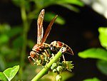 Polistes instabilis in Mazatlán, Sinaloa