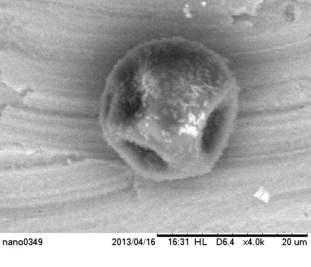 File:Pollen micrograph 1.tiff