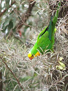 Murrumbidgee Red Gums Important Bird Area Important Bird Area in New South Wales, Australia