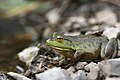Portrait of a frog sitting on rocks by a lake (6205769986).jpg