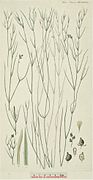 Potamogeton trichoides, haarfonteinkruid.jpg