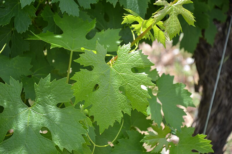 File:Poulsard - leaf.jpg