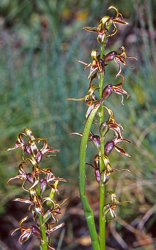 <i>Prasophyllum sphacelatum</i> Species of orchid