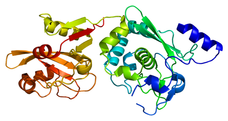 File:Protein CAPN9 PDB 1ziv.png