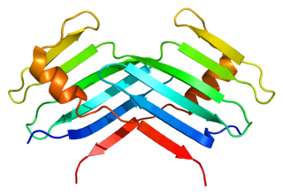 Serine/threonine-protein kinase PLK4 also known as polo-like kinase 4 is an enzyme that in humans is encoded by the PLK4 gene. The Drosophila homolog is SAK, the C elegans homolog is zyg-1, and the Xenopus homolog is Plx4.