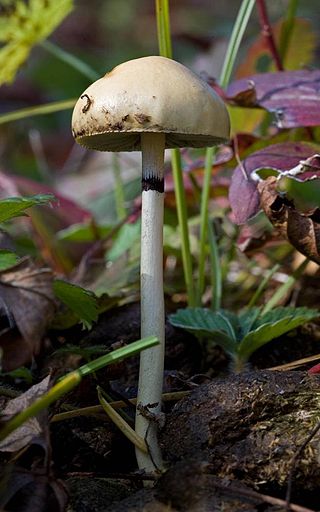 <i>Protostropharia alcis</i> Species of fungus