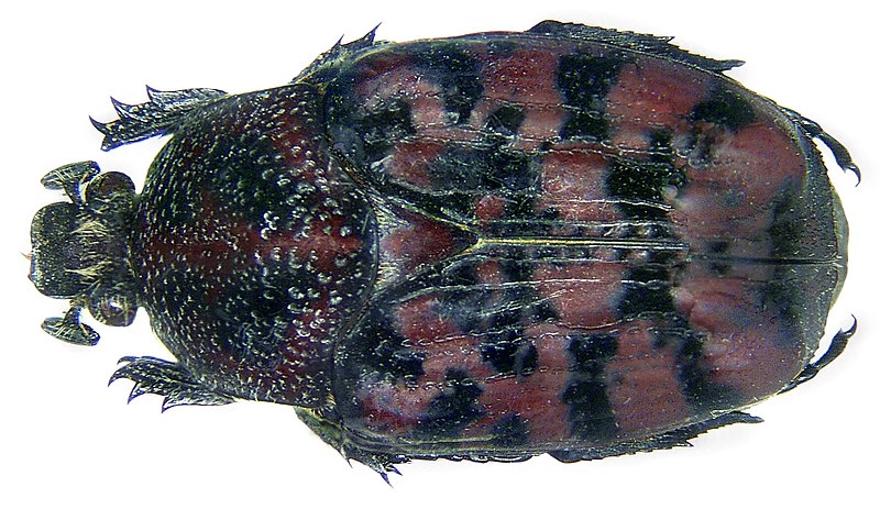 File:Pseudinca dichroa Gerstaecker, 1883 (3141040885) (2).jpg