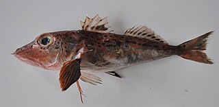 <span class="mw-page-title-main">Blackspotted gurnard</span> Species of fish