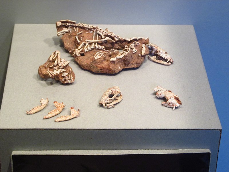 File:Pucadelphys fossils.jpg