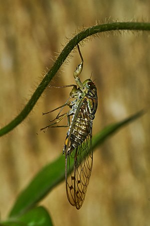 Purana tigrina