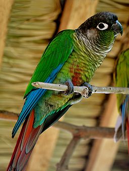 Los conures de mejillas verdes son tipos de conures populares como mascotas