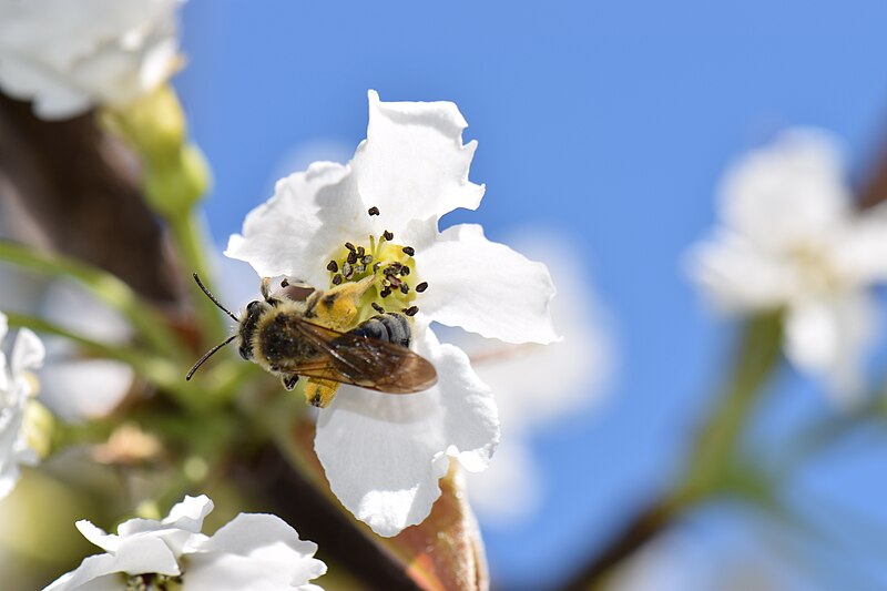 File:Pyrus pyrifolia (Shinko) pollinated by Apis mellifera 2.jpg