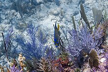 John Pennekamp Coral Reef State Park, Key Largo, Florida Queen angelfish at their habitat.jpg