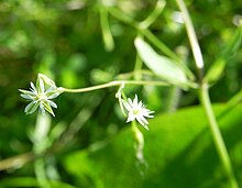 Quellsternmiere Stellaria alsine.jpg