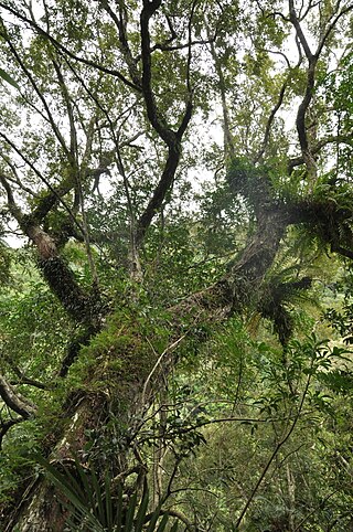 <i>Quercus hypophaea</i> Species of oak tree