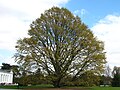 Miniatura para Quercus castaneifolia