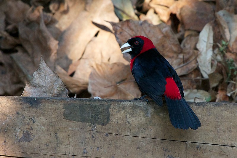 File:Ramphocelus sanguinolentus -Belize-8.jpg