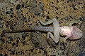 Renacuajo de Rana iberica - Tadpole of Iberian Frog.