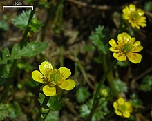 Ранункулюс flabellaris.jpg