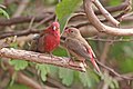 pair of L. s. senegala, Gambia