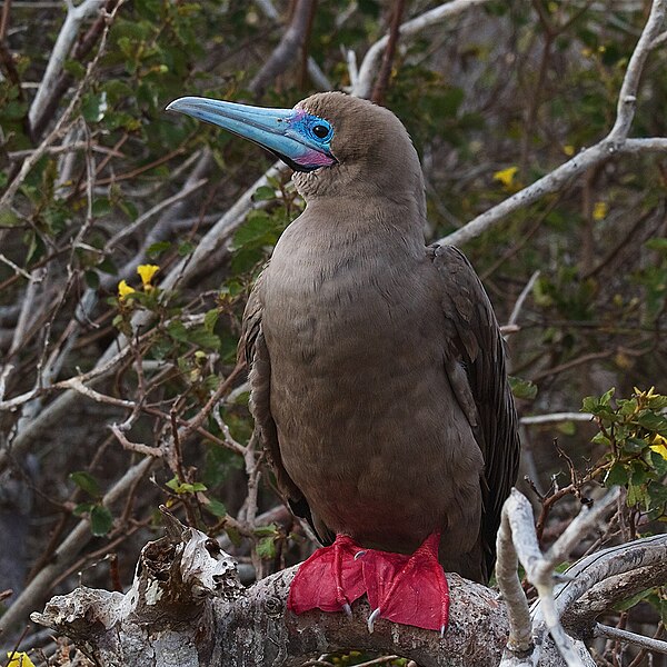 File:Red-footed Booby.jpg