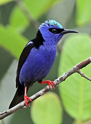 <span class="mw-page-title-main">Red-legged honeycreeper</span> Species of bird