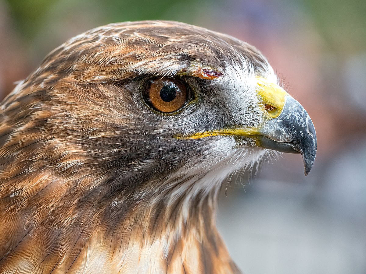 Category:Buteo jamaicensis — Wikimedia Commons