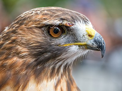 Portrait of a rescued red-tailed hawk