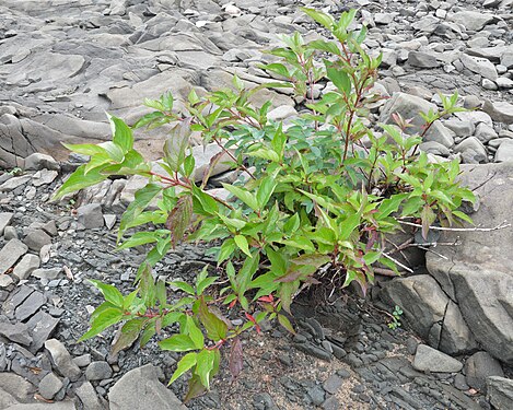 Red Osier Dogwood (Cornus sericea)