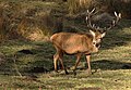 Un cerf élaphe.