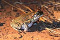 * Nomination Red toad (schismaderma carens), Phinda Private Game Reserve, KwaZulu Natal, South Africa --Charlesjsharp 11:18, 12 April 2015 (UTC) * Promotion Quite noisy, but still QI for me. --Uoaei1 18:37, 12 April 2015 (UTC) Done Yes, noise reduced. --Charlesjsharp 13:44, 13 April 2015 (UTC)