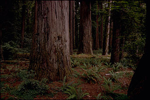 Redwood National Park REDW9376.jpg