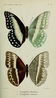 <i>Cymothoe lucasii</i> Species of butterfly